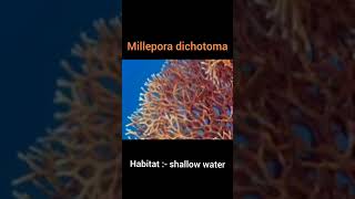 Millepora dichotoma classification and commentary coralreef marine [upl. by Coussoule]