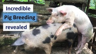 Incredible Pig Breeding Techniques Revealed😜😜 [upl. by Roye570]