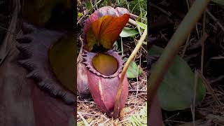 🌻²⁰☆ Caryophyllales •²⁵ Nepenthaceae ▪︎ Rajah Pitcher Plant  Observed in Description [upl. by Lugar]