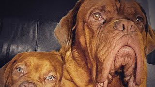 Dogue de bordeaux best family guard dog 2020 French mastiff [upl. by Shanta801]