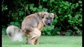 How to Stop Diarrhea in Dogs Without a Trip to the Vet [upl. by Aital]