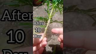 How to grow Marigold flower plant in water shorts [upl. by Codie]