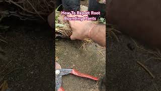 How To Repott Root Bounding Plants howto repotting rootbounding plants repoting shorts [upl. by Nwahsek]