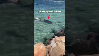 Sperm Whale VS Sea Lion 😨 [upl. by Sarkaria328]