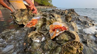 Find Oysters and Eating Raw Oyster with Spicy Sauce at The Sea [upl. by Ycart]