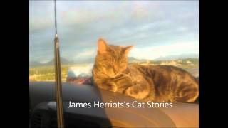 Read Aloud James Herriots Cat Stories [upl. by Whittaker]