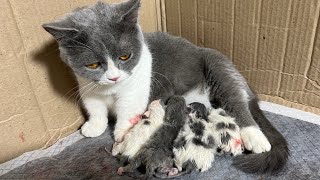 Munchkin cats giving birth to kittens [upl. by Manlove]