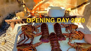 Catch and Cook Mission Bay Lobster Opening Day 2020 [upl. by Ariek321]