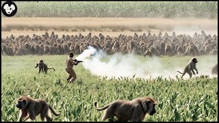 How Do Hunters And Georgia Farmers Deal With Millions Of Wild Boars Monkey Baboon [upl. by Ennoved]