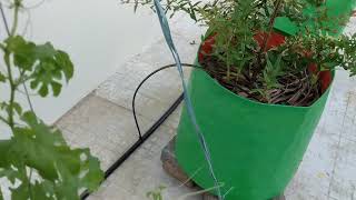 Drip Irrigation System in Tamil  மாடி தோட்டம் சொட்டு நீர் பாசனம்  Terrace Garden [upl. by Trebron]