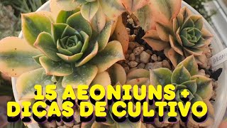 15 AEONIUM mais Dicas de cuidados [upl. by Audri817]