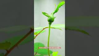 7 week Timelapse Roses from seed to bloom [upl. by Ruthi]