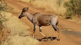 Incredible Pilanesberg Safari [upl. by Nythsa]