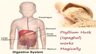 Benefits of Psyllium Husk Ispaghol [upl. by Lah136]