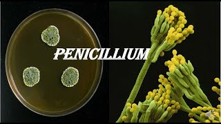 Penicillium [upl. by Zebadiah524]