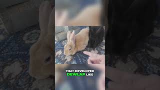 How to Distinguish Between Male and Female Rabbits rabbitfarming rabbit [upl. by Onitselec]