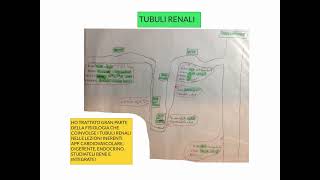 CORSO DI FISIOLOGIA UMANA  LEZIONE 46 DI 81  FISIOLOGIA RENALE  PARTE 3 [upl. by Mcnully57]