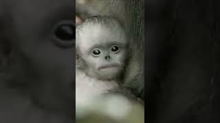 Baby SnubNosed Monkeys shorts wildlife short [upl. by Mima]