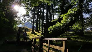 Buttermere Forest [upl. by Minnaminnie499]