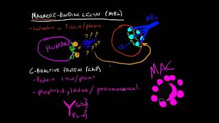 Immunology  MannoseBinding Lectin amp CReactive Protein [upl. by Nived]