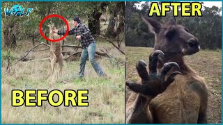 15 Crazy Moments When Kangaroos Attack Everything  Kangaroo Fighting Dog [upl. by Iraam205]