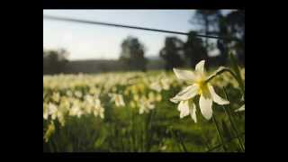 Daffodils Song Wordsworths poem [upl. by Bebe]