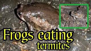 Frogs eating termites [upl. by Atibat122]