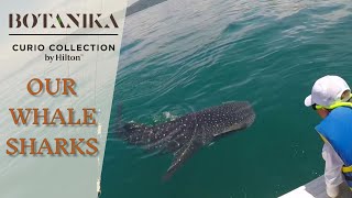 Our Whale Sharks  Botanika Osa Peninsula [upl. by Larrad]