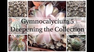 Gymnocalycium 5  Deepening the Collection Cactus Series 6 [upl. by Ayle813]