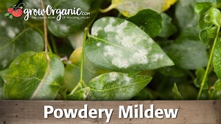 Powdery Mildew  Organic Gardening [upl. by Arammahs]