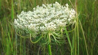 LA CAROTA SELVATICA  Daucus carota Apiaceae  wild carrot  birds nest  Queen Annes lace [upl. by Sad]