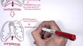 Mechanism of Breathing [upl. by Tessi]