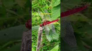 Storm dragonflyScarlet skimmerRuddy marsh dragonflyCrocothemis servilia youtubeshorts viral [upl. by Garrott]