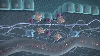 Drug Discovery  Biomarkers in Drug Development Protein Fingerprint  Nordic Bioscience [upl. by Corso]