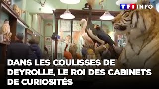 Dans les coulisses de Deyrolle le roi des cabinets de curiosités [upl. by Merilyn]