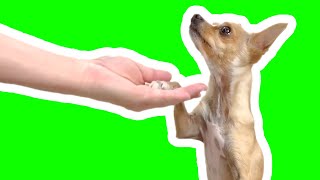 5 Easy Dog Trick tutorials [upl. by Artur]