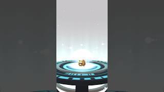 Evolving bidoof in Pokémon go shorts [upl. by Imoian403]