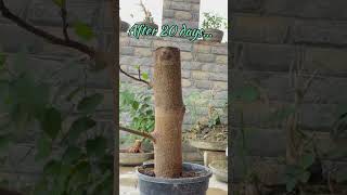 Ficus racemosa cutting propagation bonsai [upl. by Georglana]