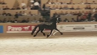 Hette 481 Hengstenkeuring 2017 Faderpaard Friesian horse [upl. by Hicks597]