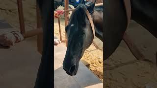 zoravar 🐎the boss 😱🙏shortsfeed horse 🐎trending 🔥🔥horseriding music 🎶 [upl. by Ahsatal]