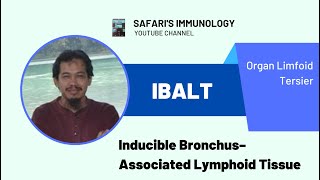 iBALT Inducible BronchusAssociated Lymphoid Tissue Organ limfoid Tersier [upl. by Becca84]