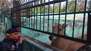 Nilgai Vs Boy love 💕 💕 How powerful is nilgai [upl. by Tteraj]