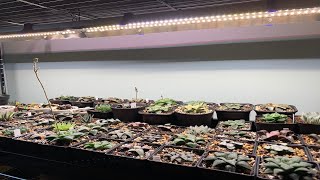 Plantes sous LEDs  Ep 01  Introduction [upl. by Lari]