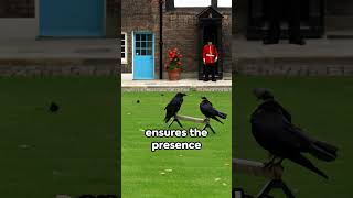 Ravens of the Tower Guardians of the Kingdom London fact 16 travel facts shortsvideo shorts [upl. by Irahk]