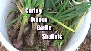 How I Cure my Onions Garlic and Shallots [upl. by Nnov]