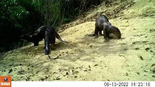 Giant Otter Pteronura brasiliensis in Pantanal Brazil  Projeto Ariranhas  Video 8 [upl. by Selinski]