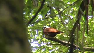 Threewattled Bellbird [upl. by Valentina595]