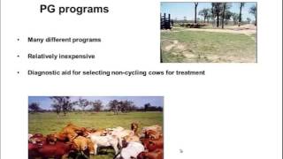 TV4001 Synchronisation of oestrus in cattle 5 PG based protocols [upl. by Leinehtan]