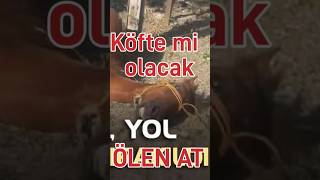 Ölen At yol kenarına bırakıldı Köfte mi olacak [upl. by Neerbas577]