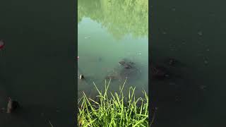 Huge alligator snapper turtle [upl. by Lorrayne574]